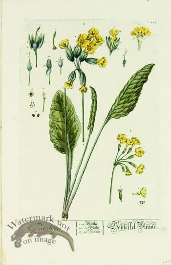 Blackwell German 228